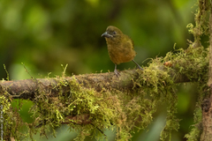 Chlorothraupis stolzmanni