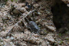 Metaplatybunus rhodiensis