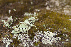 Angaracris barabensis