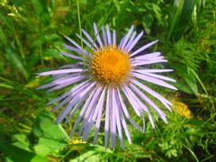 Aster flaccidus
