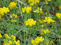 Coronilla minima