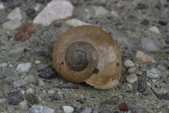 Eopolita protensa
