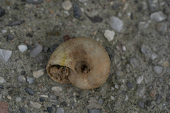 Eopolita protensa