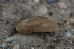 Eopolita protensa