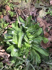 Eryngium foetidum