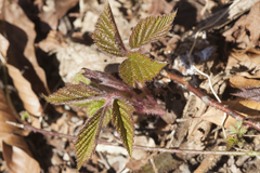 Rubus hirtus