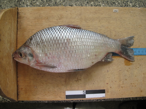 Black prochilodus (Prochilodus nigricans) — Prochilodontidae — 2