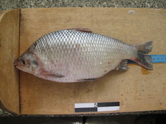 Prochilodus nigricans