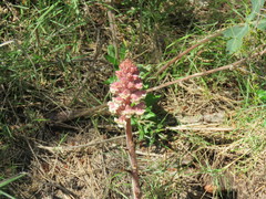 Orobanche amethystea