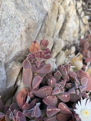 Delosperma guthriei