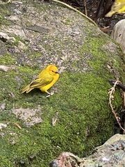 Ploceus castaneiceps
