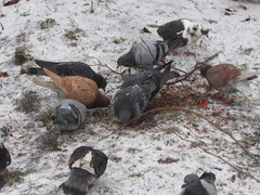 Columba livia domestica