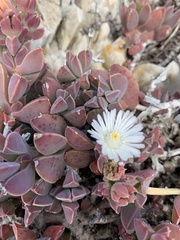 Delosperma guthriei