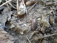 Armadillidium