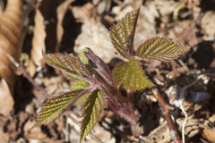 Rubus hirtus