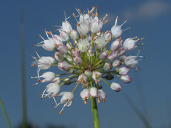 Allium suaveolens