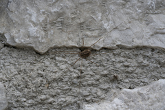 Opilio insulae