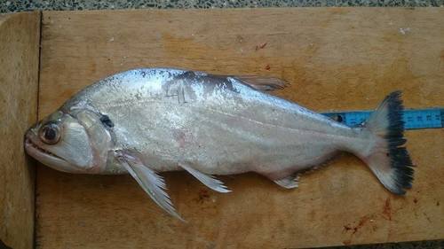 Red-tailed payara (Hydrolycus tatauaia) — Cynodontidae — 4