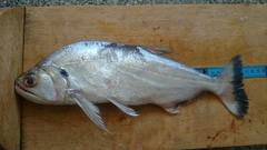 Hydrolycus tatauaia