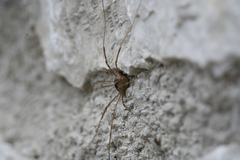 Opilio insulae