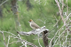 Sylvia atricapilla atricapilla