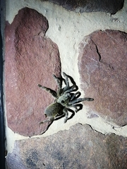 Ceratogyrus darlingi