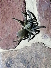 Ceratogyrus darlingi