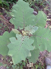 Solanum hirtum