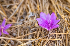 Colchicum feinbruniae
