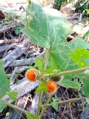 Solanum hirtum