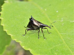 Scolopterus penicillatus