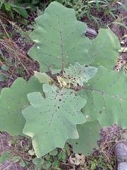 Solanum hirtum
