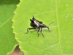 Scolopterus penicillatus