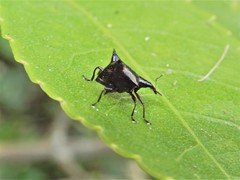 Scolopterus penicillatus