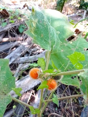 Solanum hirtum