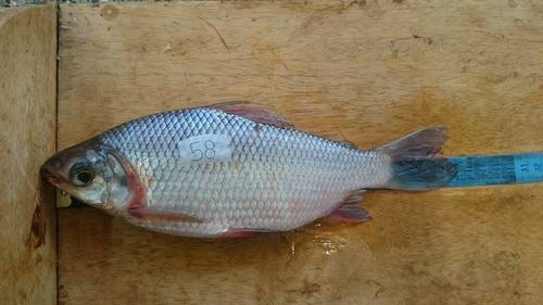 Black prochilodus (Prochilodus nigricans) — Prochilodontidae — 5