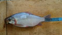 Prochilodus nigricans