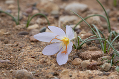 Crocus tournefortii