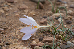Crocus tournefortii
