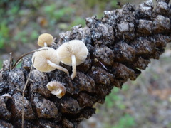 Baeospora