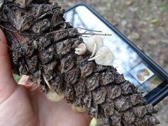 Baeospora