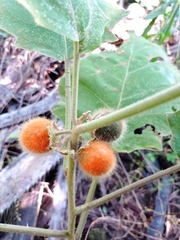 Solanum hirtum