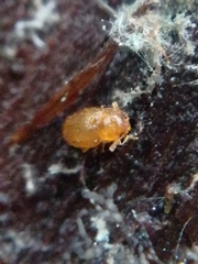Mycetaea subterranea