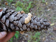 Baeospora