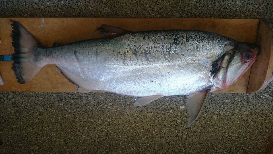 Payara (Hydrolycus armatus) — Cynodontidae