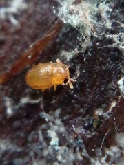 Mycetaea subterranea
