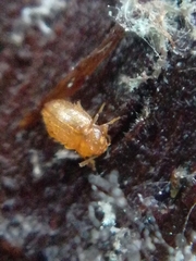 Mycetaea subterranea
