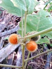 Solanum hirtum