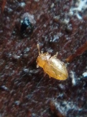 Mycetaea subterranea