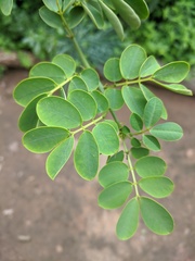 Senna bicapsularis